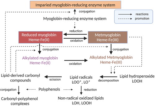 Figure 5. A representative scheme showing effects of reactive carbonyl species on redox stability of myoglobin and impairment of myoglobin-reducing enzyme system and possible roles of polyphenols as scavengers of reactive carbonyl species and lipid radicals.