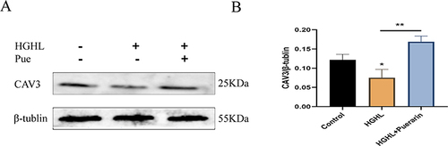 Figure 5 Puerarin positively regulates the expression level of CAV3. (A and B) The protein expression level of CAV3 was significantly downregulated after HGHL treatment. n = 4 per group for the Western blot. *p < 0.05; **p < 0.01.