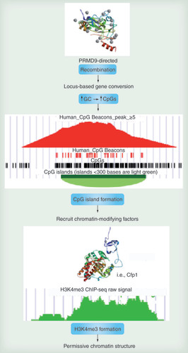 Figure 5.  The hypothesis associating potential recombination-driven permissive chromatin formation with CPGi formation via CpG ’beacons’.The histone methylase PRDM9 directs recombination via motif-specificity, with resultant biased gene conversion within these regions increasing GC content and therefore CpG numbers. Dense CpG regions are able to recruit chromatin-modifying factors such as Cpf1, which lead to the formation of permissive H3K4me3 chromatin domains. Due to the strong association of PRDM9 with recombination [Citation51], ancestral alleles of this rapidly evolving DNA-binding factor [Citation52] are hypothesized to be implicated in this recombination-associated biased gene conversion [Citation39].