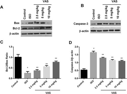 Figure 8 Effect of VAS on (A) Bax and Bcl-2, (B) caspase-3 shown by Western blot analysis. Quantitative analysis of (C) Bcl-2/Bax and (D) caspase-3. Values represent the mean ± SEM and are representative of three independent experiments. *P < 0.05 vs control; **P < 0.01 vs ISO.