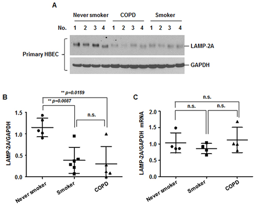 Figure 2 Primary HBECs from smokers and COPD patients have lower expression of LAMP-2A. (A) Primary HBECs were isolated from normal (n = 5), smoker (n = 6), and COPD (n = 5) patients. Cell lysates were subjected to Western blot analysis for LAMP-2A and GAPDH. (B) Gel data were quantified using Scion image densitometry. Data represent the mean ± SD. Normal versus smoker: **p = 0.0087, normal versus COPD: **p = 0.0159. (C) Real-time PCR analysis of LAMP-2A and GAPDH expression. Data represent the mean ± SD.