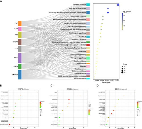 Figure 4. Biological pathway enrichment analysis. (A) KEGG pathway enrichment analysis. The horizontal axis indicates the enrichment analysis of the pathway. The vertical axis is the pathway name. The target on the left is the hub gene. The connecting line indicates whether the hub gene is annotated to the pathway. (B–D) GO enrichment analysis. The colour of the dot corresponds to the p value and the size of the dot corresponds to the number of genes annotated to the term.