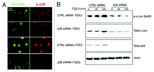 Figure 7. p38α is required for TGFβ-induced c-Jun activation. (A) PC-3U cells were transiently transfected with control (CTRL) or p38α (p38) siRNA treated or not with TGFβ for 30 min, and then subjected to a cell culture wound healing assay. Thereafter, the cells were fixed and subjected to co-immunofluorescence stainings for p-p38 (red) and p-Ser63 c-Jun (Scale bar 20 μM). (B) The activation status of c-Jun was analyzed in PC-3U cells transiently transfected with control (CTRL) or p38α (p38) siRNA, treated with or without TGFβ for indicated time periods. The cells were lysed and subjected to immunoblotting using p-Ser63-c-Jun, total c-Jun and p38α antibodies. Actin served as internal control.