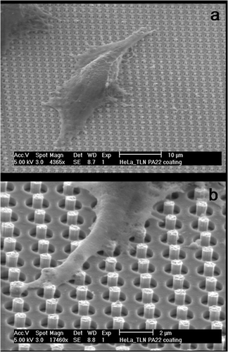 Figure 6. SEM pictures of HeLa cells growing on needles: (a) overview picture of a cell growing on a needle-bed. (b) Detailed picture of a cell extension that engulfs several needles.