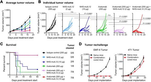 Figure 7 NHS-muIL12/avelumab combination treatment had a synergistic antitumor effect and induced long-term protective immunity in EMT-6 tumor-bearing mice. (A–C) EMT-6 tumor-bearing BALB/c mice were treated with: (i) isotype control (200 µg), (ii) NHS-muIL12 (2 µg), (iii) NHS-muIL12 (10 µg), (iv) avelumab (200 µg), (v) NHS-muIL12 (2 µg) + avelumab (200 µg), or (vi) NHS-muIL12 (10 µg) + avelumab (200 µg). (A) Average tumor volumes. (B) Individual tumor volumes. P values were calculated by 2-way ANOVA followed by Bonferroni’s post-test. (C) Kaplan-Meier survival curve and proportion of tumor clearance. (D) Mice in complete remission and naive BALB/c mice were challenged with EMT-6 or 4T1 cells. Error bars represent SEM. Reproduced with permission from Xu C, Zhang Y, Rolfe PA, Hernàndez VM, Guzman W, Kradjian G, Marelli B, Qin G, Qi J, Wang H,Yu H, Tighe R, Lo K-M, English JM, Radvanyi L, Lan Y. Combination therapy with NHS-muIL12 and avelumab (anti-PD-L1) enhances antitumor efficacy in preclinical cancer models. Clin Cancer Res. 2017;23(19):5869–5880.Citation10 Copyright © 2017, American Association for Cancer Research. All rights reserved.