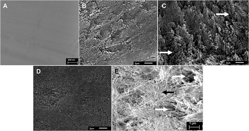 Figure 2 SEM images (x6000), of sound polished enamel surface (A), and after sonication of eroded enamel surface treated with (B) 0.2% and (C) 2% of Hydrolyzed Wheat Protein (HWP) mouthwashes; white arrows indicate crystals arranged in bundles oriented perpendicular to the enamel surface (prior to sonication, the surfaces were covered by deposits of nondirectional fiber-like crystals showed with black arrow in (E), and (D) representative of groups not treated with HWP showing deposited mineral layer. (E) Higher magnification SEM image (x7500) of group treated with 1% HWP + 225 ppm F (not sonicated) showing two layers of fiber deposition; a deeper layer of crystal bundles deposited within the spaces in the demineralized enamel tissue (white arrowed), and nondirectional scaffolds of fiber-like crystal deposits (black arrowed).
