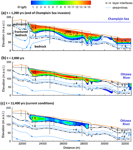 Figure 7. Simulated chloride distribution from t = 0, representing the start of the Champlain Sea invasion, showing (a) Step 3a: Simulated Cl after 1200 years of seawater invasion (about 10,200 years ago); (b) intermediate step at t = 2000 years (800 years after seawater retreat); and (c) Step 3b: current conditions 11,400 years after the start of sea invasion (10,200 years since seawater retreat). Selected streamlines are also shown (with 10× less groundwater flux in each successively deeper streamtube. Points 2, 4 and 5 are located on the same streamline which passes through the confined aquifer. Vertical exaggeration is 45×. For clarity, only the local area impacted by the seawater is shown. Concentrations are based on a maximum seawater concentration of 15 g.L−1 (Catto et al. Citation1981). Blanked areas represent concentrations < 250 mg.L−1 (drinking water standard in Canada). See Figure A2 for concentration breakthrough curves at selected points 1–6.