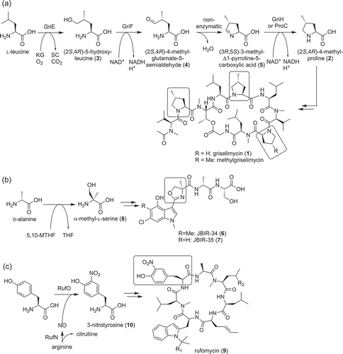 Figure 1. Biosynthesis of nonproteinogenic amino acids used as building blocks of nonribosomal peptides. Biosynthesis pathways of methylproline (2) (a), α-methyl-l-serine (8) (b) and nitrotyrosine (10) (c) used as building blocks of griselimycin (1), JBIR-34 (6), −35 (7) and rufomycin (9), respectively, are shown. KG, alpha-ketoglutarate; 5,10-MTHF, 5,10-methylenetetrahydrofolate; THF, tetrahydrofolate; SC, succinate.