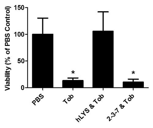 Figure 2. Lysozymes and tobramycin as combination therapies. The lungs of C57BL/6 mice were infected with 5 × 107 CFU of P. aeruginosa strain FRD1, and one hour later mice were treated with a PBS control, 75 μg of tobramycin alone, or 75 μg of tobramycin in combination with either 100 μg of wild type hLYS or 100 μg of engineered variant 2-3-7. Twenty-three hours after treatment, mice were sacrificed and lung CFU were enumerated. Both the single agent tobramycin and the combination of tobramycin with 2-3-7 yielded a statistically significant reduction in bacterial burden (one-way ANOVA, P = 0.0029, Dunnett’s posttest compared with PBS control). n = 9 –10 per group, and values represent mean ± SEM. Data, in modified format, reproduced with permission from reference Citation20.