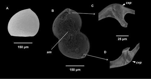 Figure 2. Scanning electron microscopy of glochidia of Westralunio albertisi. A, Shell shape subtriangular, scalene with ventral edge apex protruding and located off-centre and closest to the anterior end of a left valve; shell surface convoluted to smooth and dotted with pores; B, Ventral view, valves open, anterior end to right; position of adductor muscle (am) indicated; larval teeth enlarged in C and D, convex basal protuberance (cxp) and concave basal protuberance (cvp) indicated by arrows for each larval tooth; C, Right larval tooth, terminating to a relatively broad, blunt outward facing peg- to spoon-like cusp; D, Left larval tooth, terminating to a relatively broad, blunt spoon-like cusp.