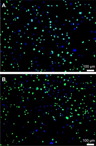 Figure 8 Fluorescent microscope image after cell adhesion and proliferation experiments on a (A) control and (B) peen-treated Ti sample.Abbreviation: Ti, titanium.