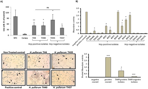 Figure 2. (A) H. pullorum infection affects host cell viability. Hepatocytes, HepG2 cells, were infected with C. jejuni (positive control) and T6SS-positive (TH4) and T6SS-negative (TH40) H. pullorum isolates. Top: % viability normalized to uninfected control. Viable and dead cells were counted from each well in three different fields of view and percentages of viable cells determined. Bottom: one representative trypan blue live/dead staining image from uninfected and infected wells. Arrows indicate dead cells; (B) Upper panel shows comparison of haemolytic activity of Hcp-positive (TH4L, TH40L, TH31C, TH39C, KH1, KH2, KH3, KH10, KH12, KH14 and KH21) and Hcp-negative (T3L, TH33C, TH35C and TH37L) H. pullorum isolates using sheep erythrocytes. SDS (1%) was used as a positive control. Lower panel, comparing the pooled haemolytic activity of T6SS-positive and T6SS-negative isolates respectively. Statistical analysis was performed using unpaired t-test. Results are expressed as mean of two independent experiments. *= P < 0.05, **= P < 0.005, ***= P < 0.0005.