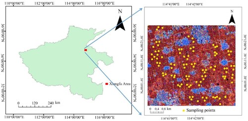 Figure 1. Location of the study region and distribution of sampling points. (a) Location of Xiangfu area in Henan Province; (b) location of leaf area index sampling points.