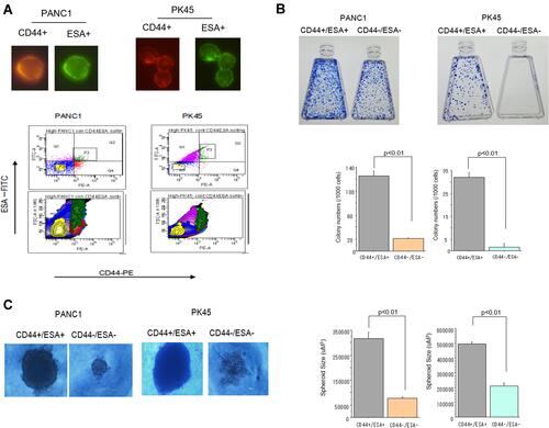 Figure 1 (A) Representative photos of CD44+ and ESA+ cells confirmed by visual examination under fluorescent microscope. Flow cytometry analysis of CD44+/ESA+ (CSCs) and CD44-/ESA- cells (non-CSCs) sorted from PANC1 and PK45 cells with immunofluorescence conjugated antibodies by the FACSAria cell sorter. (B) Colony formation ability of CSCs and non-CSCs delivered from PANC1 and PK45 cells. (C) Spheroid formation ability of CSCs and non-CSCs delivered from PANC1 and PK45 cells.