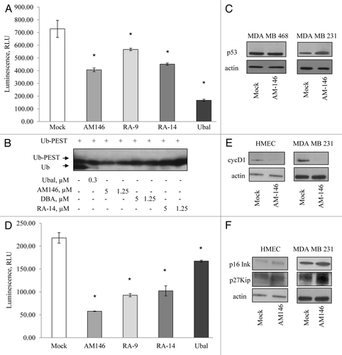 Figure 6. Chalcone-derivatives modulate expression of cell cycle promoters/tumor suppressors via altering USP activity. (A) Activity of purified human USP5 in vitro. The activity 100 nM USP5 was measured with/without 10 µM AM146, 10 µM RA-9 or 10 µM RA-14 using DUB-Glo™ Protease Assay reagent as described in Material and Methods. Treatment with 0.5 nM ubiquitin aldehyde (Ubal) was used as a positive control. Data were analyzed and plotted as in Figure 5B. (B) western blot analysis of Ubq-PEST cleavage in vitro. Experiment was performed as described in Material and Methods. Samples were treated with indicated concentrations of AM146, RA-14 and known DUB-inhibitors, ubiquitin aldehyde (Ubal) and dibenzylideneacetone (DBA), used as a positive control. (C) Breast cancer MDA MB231 and MDA MB468 cells were treated with 5 µM AM146 for 6 h. Whole cell extracts were resolved by western blot and probed with anti-p53 antibodies. Actin is shown as a loading control. (D) Activity of purified human USP2 (240 nM) was measured as in (A). (E,F) HMEC and breast cancer MDA MB 231 cells were treated with 5 µM AM146 for 6 h. Whole cell extracts were resolved by western blot and probed with antibodies against cell cycle promoters (cyc D1) or tumor suppressors (p16Ink and p27Kip). Actin is shown as a loading control.