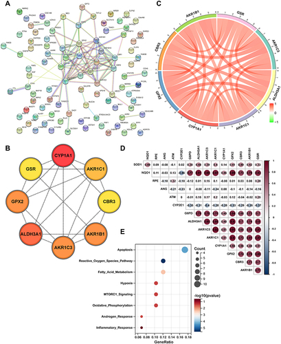 Figure 4 Identification of eight hub genes. (A) Protein-protein interaction network of 98 genes correlated with COPD clinical features were obtained from STRING database. (B) Top eight hub genes identified by Cytohubba. (C) Pearson correlation coefficient analysis of eight hub genes. (D) The relationship between hub gene and oxidative stress related genes. (E) Enrichment plot of Hallmark gene sets with eight hub genes.