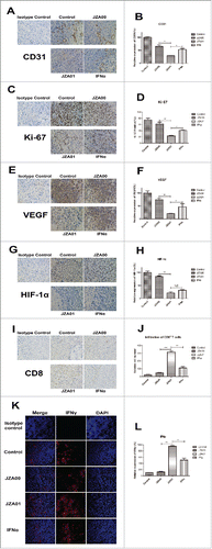 Figure 9. JZA01 inhibits the HCT-116 tumor growth at least in part through influencing the tumor microenvironment in vivo. (A) CD31+ blood vessels were identified with an anti-CD31 antibody (brown staining). Photomicrographs show representative pictures from three independent tumor samples. (B) Semiquantitative and statistical analysis of CD31+ blood vessels. The CD31 density was calculated with Image Pro Plus. Relative expression of CD31 (%) = (Experiment/Control) ×100%. (C) Expression of Ki-67 in paraffin sections of xenografted tumor identified with an anti-Ki-67 antibody (brown staining). (D) The tumor cells expressing Ki-67 were counted with Image-Pro-Plus. Ki-67 positive (%) = (cell expressing Ki-67/total cells)×100%. (E) Staining of VEGF using anti-VEGF (brown staining). (F) Semiquantitative and statistical analysis of VEGF. (G) Expression of HIF-1α identified by anti-HIF-1α (brown staining). JZA01 was more effective in downregulating the expression of HIF-1α and VEGF than IFNα or JZA00. (H) Semiquantitative and statistical analysis of HIF-1α. VEGF and HIF-1α density were quantified with Image-Pro-Plus. Relative expression (%) = (Experiment/Control) ×100%. (I) The infiltration of CD8+ T cells was identified with an anti-CD8+ antibody (brown staining). (J) Semiquantitative and statistical analysis of the infiltration of CD8+ T cells. The relative number of CD8+ T cells was calculated with Image-Pro-Plus. (K) Expression of IFNγ in the tumor microenvironment was identified by staining with anti-IFNγ (red fluorescence) following different treatments. Expression of IFNγ in JZA01 group is the highest. All pictures were photographed by an inverted OLYMPUS microscope at 400× magnification. (L) Semiquantitative and statistical analysis of IFNγ expression made with Image-Pro-Plus. Relative expression (%) = (Experiment/Control) ×100%.