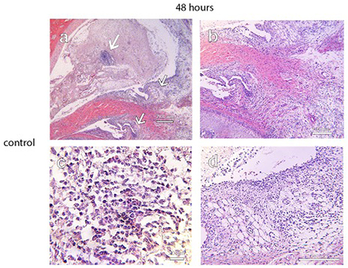 Figure 8 Photographs of H&E stains of a control specimen at 48 hours demonstrating focal regions of dense lymphocytic cellular infiltrate in the superior joint space. (a, top arrow and c), the formation of villous-like projections within the synovial lining and the proliferation of loose fibrous connective tissue in the retrodiscal attachment (a, middle arrow and b), and increased cellular density along the synovial lining (a, inferior arrow 7 d). These signs of inflammation were not observed in specimens from the treatment groups. Scale bar = 200 µm for (a), 100 µm for (b) and (d), and 20 µm for (c).