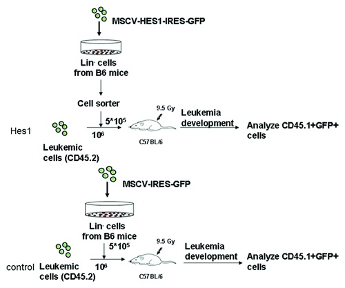 Figure 5. Establishment of Hes1-transduced mouse model. Lin- cells from B6.SJL mice at the age of 6–8 wk were transduced with either MSCV-Hes1-IRES-GFP or blank plasmid for 72 h. After transduction, Hes1-GFP+ or blank-GFP+ cells (CD45.1) were sorted and then injected into lethally irradiated C57BL/6J (CD45.2) by tail vein at a quantity of 2 × 105 cells per mouse with 106 cells of Notch1-induced leukemia cells (CD45.2).
