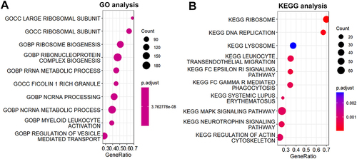 Figure 5 Functional enrichment analysis. (A) Go analysis. (B) KEGG analysis.