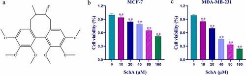 Figure 1. Effect of SchA on the viability of these two breast cancer cell lines. (a) The chemical structure formula of SchA. After treatment with SchA for 24 h, the cell viability of MCF-7 (b) and MDA-MB-231 (c) cells was measured by MTT assay. **P < 0.01 vs. the control group
