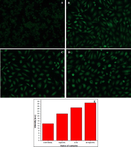 Figure 7. Images showing DCFDA staining under phase contrast microscope after 48 h of treatment on A549 cells at 20× magnification. (A) Control of DCFDA, (B) PpGNPs treated cells, (C) 5F-PpGNPs treated cells, (D) 5-FU treated cells. (E) Graph showing change in intensity of DCFDA stained control, PpGNPs, 5-FU and 5FPpGNPs treated cells.