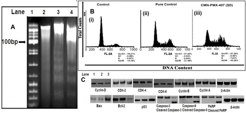 Figure 7 Gel electrophoresis (A) of DNA of treated SW480 cells; Lane 1: 100 bp ladder, Lane 2:Control, Lane 3: Pure CMN, Lane 4: CMN-PMX-407 (SD), (B) The cell cycle analysis effects on SW480 cells (i) control, (ii) pure CMN, and (iii) CMN-PMX-407 (SD); the non-small colon cancer cells were cultured for 24 h, and (C) Western blot representing the various protein expression during apoptosis; Lane 1: control, Lane 2: pure CMN, Lane 3: CMN-PMX-407 (SD).
