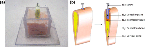 Fig. 1 The real in vitro model (a) and the 3d simplified FEM model with sectional view (b).