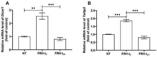 Figure 6. Effects of fever range hyperthermia on the expression of (A) Dicer1 and (B) Tarbp2 in PBMCs of rats. mRNA expression was assessed via RT-qPCR. Data are shown as the mean ± SEM of three independent experiments. Asterisks indicate significant difference between groups (***p < .001, **p < .01). NT: control animals (n = 6), FRH-t0: samples collected directly after FRH treatment (n = 6), FRH-t24: samples collected 24 h post-FRH treatment (n = 5), n: sample size per group.
