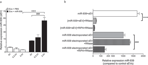 Figure 6. Electroporation efficiently packages miRNA within THP-1 cell-derived sEVs. (a). Ten micrograms of THP-1 cell-derived sEVs were electroporated with 30 picomoles of miR-939 at different voltages and the amount of miR-939 incorporated within sEVs was estimated by Taqman-based qRT-PCR. (b). The sEVs subjected to passive incubation or 2 kV electroporation with miR-939 were subsequently treated with a combination of RNase A and detergents to evaluate the surface versus internal incorporation of miRNA. miR-939 within electroporated sEVs were resistant to RNase A digestion, while miR-939 incubated passively with sEVs were significantly degraded. Taqman-based qRT-PCR was used to determine the miR-939 content (normalized to miR-223) and significance was determined by one-way ANOVA with Sidak’s multiple comparison test ***, ### p < 0.001, ****, #### p < 0.0001.