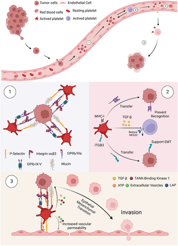 Figure 2. Platelet involvement in cancer metastasis. Once tumor cells enter the bloodstream, a 3-step sequence of events occurs. (1) Platelet-tumor cell aggregates are formed, facilitated through the recognition of multiple glycoproteins. (2) Platelets aggregated on the tumor surface protect CTCs from NK cell-associated cell death. (3) Platelets and their secretion stimulate and help cancer cells to adhere to and penetrate the endothelium, thus supporting cancer cell migration and metastasis formation.
