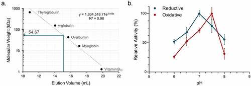 Figure 4. Biochemical characterization of recombinant C. paraputrificum 12β-HSDH. (a) Native molecular size analysis of 10 mg/mL purified 12β-HSDH via size-exclusion chromatography. (b) Effect of pH on 12β-HSDH activity. The reaction in the reductive direction (blue) consisted of 12-oxoLCA as substrate with NADPH as cofactor. The oxidative reaction (red) was epiDCA with NADP+. See Materials and Methods for buffer compositions