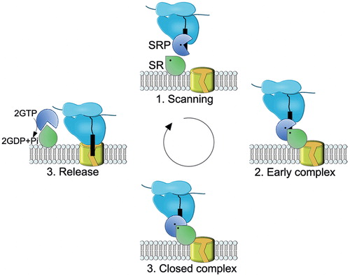 Figure 8. Schematic view of the SRP-SR cycle. The model was adapted from (Akopian et al., Citation2013b). (1) SRP rapidly scans ribosomes and binds stably only to those translating a SRP substrate (2) The presence of the correct substrate increases the affinity of SRP to its receptor (SR), resulting in targeting of the ribosome nascent chain (RNC) to the membrane. This conformation of the SRP-SR complex is termed the early complex. In bacteria, the SRP-SR affinity is further increased if SR is in contact with negatively charged phospholipids. (3) In the presence of the correct substrate, the GTPase domains of SRP and SR align to form a composite GTPase centre (closed complex). To prevent premature dissociation of the SRP-SR complex, GTP hydrolysis is delayed until contacts to the Sec translocon are established. (4) GTP hydrolysis induces the dissociation of SRP-SR complex. SRP-SR GTPases do not require GTP-activating proteins or nucleotide-exchange factors. For SRP, the contact with the ribosome might be sufficient to exchange GDP against GTP. This Figure is reproduced in color in the online version of Molecular Membrane Biology.