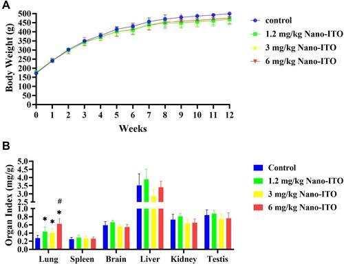 Figure 3 Body weight and organ index in rat. (A) The body weight curve of rat continuously monitored for 12 weeks. (B) The main organ index of rat on Week 12 after exposure to Nano-ITO. *P<0.05 vs control; #P<0.05 vs Nano-ITO 1.2 mg/kg and 3 mg/kg group.