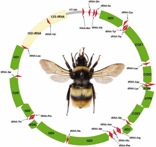 Figure 1. Physical map of the mitochondrial genome of Bombus hypocrita sapporensis. Genes illustrated on the outside of the main circle are encoded on the heavy (H) strand; genes on the inside of the circle are encoded on the light (L) strand. The 13 protein-coding genes are labelled in filled arrow (green), 22 tRNA genes are labelled in triangle (red), and 16S rRNA and 12S rRNA genes are labelled in grid pattern arrow (yellow).