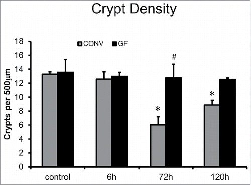 Figure 4. DOXO treatment does not alter crypt density in jejunal mucosa of GF mice. * indicates values significantly different from their respective controls p ≤ 0 .05. # indicates values significantly different within a particular time point p ≤ 0 .05.
