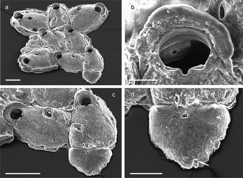 Figure 36. Herentia majae. (a) Early astogenetic colony. (b) Orifice. (c) Ancestrula and firstly budded zooids. (d) Close up of the kenozooidal ancestrula. Scales: (a, c) 200 µm; (b) 50 µm; (d) 100 µm.