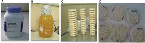 Figure 2. Preparation of MS media, (A) commercial packaging of PDA, (B) MS- media dissolved in distilled water and autoclaved, (C) PDA pouring into Petri dishes, (D) fungal inoculum cultured on PDA.