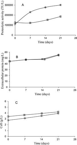 Figure 4. Kinetics of Jacaratia mexicana cell culture in bioreactors. Proteolytic activity (A), extracellular protein concentration (B) and cell concentration (C) of J. mexicana cell culture in 0.4-L bioreactor at 400 rpm, with 1.25 mmol L-1 phosphate concentration ( □ ) and 4-L stirred tank biorreactor at 229 rpm, with 2.5 mmol L-1 phosphate concentration ( ○ ); 0.5 vvm aeration rate. Bars represent standard deviation.