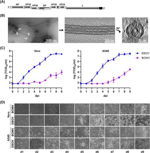 Figure 2. In vitro characterization of recombinant BOMV. (A) Genome structure of recombinant BOMV. The full-length genome is shown, with genes depicted as grey boxes and open reading frames indicated as arrows. Black boxes show non-transcribed regions, and steps indicate gene overlaps. The asterisk marks the editing site in the GP gene giving rise to sGP, GP1,2 and ssGP. (B) Cryo-electron tomography of recombinant BOMV. An overview 2D projection image of BOMV distributed on an electron microscopy grid is shown, along with slices of a tomogram showing the longitudinal cross-section of the filamentous Bombali virus highlighted, and a transverse cross-section. Scale bars: 1 µm (overview), 100 nm (longitudinal cross-section), and 50 nm (transverse cross-section). (C) Growth kinetics of EBOV and BOMV. VeroE6 or A549 cells were infected with recombinant EBOV (circles) or BOMV (squares) at a multiplicity of infection of 0.01 and supernatants were harvested daily. Viral titres were analyzed by tissue culture infectious dose 50 (TCID50) assay. dpi = days post-infection. (D) Development of cytopathic effect. Infected cells from (C) were examined daily for the development of cytopathic effect. d = day.