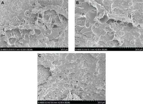 Figure 9 Scanning electron microscope images of the bone–implant interface of different groups after the pulled-out test.Notes: (A) Experimental group, (B) positive control group, and (C) blank control group.