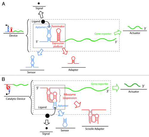 Figure 4. Composability of riboswitches as a strategy for the synthesis of artificial RNA devices. Composability refers to the ability of a system to break down in units (parts) due to the system modularity and recombine in different configurations to satisfy specific human requirements. (A) Composability of riboswitches. Riboswitches can be decomposed and recombined for the synthesis of new devices with high modularity. An artificial riboswitch-based device is composed of a regulator (riboswitch), a signal (ligand), and an actuator (gene reporter). The regulator (inside the solid square) can be further decomposed into a sensor (aptamer) and an adaptor (expression platform that usually contains a terminator stem). (B) Composability of aptazymes (allosteric ribozymes). A synthetic catalytic device is composed of a catalytic regulator (aptazyme), a signal (ligand), and an actuator (gene reporter). The catalytic regulator (inside the solid box) can be further disassembled in a sensor (aptamer) and a scissile adaptor (ribozyme).