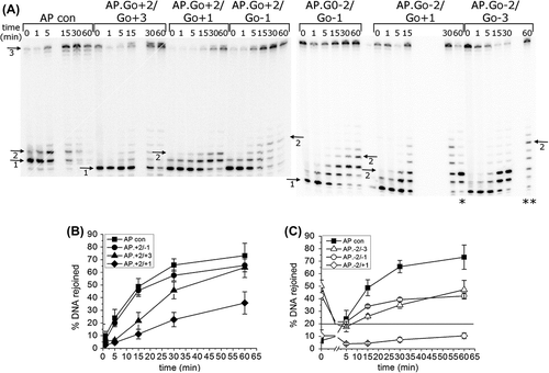 Figure 1. Repair of an AP site in a three-lesion cluster with bi-stranded 8-oxoG lesions. (A) Phosphorimaging scan of a polyacrylamide gel showing the repair products from an in vitro BER assay. Band 1; the SSB resulting from incision of the AP site. Band 2; the intermediate band at which the greatest number of nucleotides were incorporated. Band 3; the intact 40 mer band, either before incision of the AP site or following rejoining. Due to a loading error sample AP.8-oxoG-2/8-oxoG + 1 60 min is located in lane ** and sample AP.8-oxoG-2/8-oxoG-3 60 min is located in lane *. (B) and (C) Graphical representation of the rejoined band following repair of the AP site, over time. The horizontal line in C is to show the base line from which the repair of the clusters AP.8-oxoG-2/8-oxoG-1 and AP.8-oxoG-2/8-oxoG-3 were measured. The error bars represent standard deviations of three independent experiments.