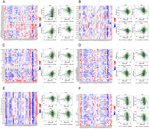 Figure 8 Regulation of immune-related molecules by CD24 in breast cancer. (A) Correlation between CD24 expression and chemokine and top 4 chemokines exhibiting the greatest correlation with CD24 expression. (B) Correlations between chemokine receptor and CD24 expression and top four chemokine receptors showing the greatest correlation with CD24 expression. (C) Correlations between CD24 expression and immunoinhibitors and top 4 immunoinhibitors exhibiting the greatest correlation with CD24 expression. (D) Correlations between CD24 expression and immunostimulators and top 4 immunostimulators exhibiting the greatest correlation with CD24 expression. (E) Correlations between CD24 expression and MHC molecules and top 4 MHC molecules showing the greatest correlation with CD24 expression. (F) Correlations between CD24 expression and TILs and top 4 TILs exhibiting the greatest correlation with CD24 expression.