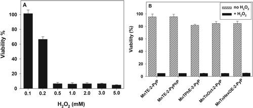 Figure 5. Effect of MnPs on the cytotoxic action of hydrogen peroxide.Note: Cytotoxicity of hydrogen peroxide on pII cells and assessment of possible peroxidase activity of MnP. PII cells were treated for 24 h with varying concentrations of H2O2 (Panel (A)) or a combination of 1.0 mM H2O2 and 5 μM MnP (Panel (B)). Viability was determined using the MTT assay. Mean ± S.D. is shown.