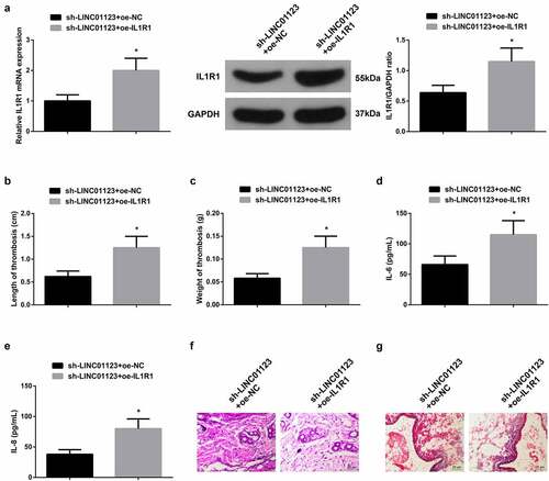 Figure 5. Elevated IL1R1 turns around the action of repressive LINC01123 on LEDVT rats. (a): RT-qPCR and Western Blot verification of successful injection; (b-c): Length and weight of thrombus; (d-e): Inflammatory cytokines IL-6 and IL-8 in the serum; F: HE staining assessment of pathological conditions; (g): Masson staining evaluation of pathological conditions; Values are expressed as mean ± standard deviation (n = 6). * Vs. the sh-LINC01123 + oe-NC, P < 0.05.