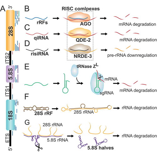 Figure 5. Ribosomal RNA-derived fragments. A) Eukaryotic ribosomes are constituted by four different rRNAs: 5S, 5.8S, 18S, and 28S (higher eukaryotes). Ribosome production is initiated in the nucleolus, where a single rRNA precursor (47S rRNA) containing 5.8S, 18S, and 28S rRNAs and spacer regions known as external and internal transcribed spacers (EST, ITS1, and ITS2), is transcribed. B) rRFs derived from rRNAs and transcribed spacers in humans, flies, and mice interact with AGO proteins and downregulate several mRNAs by sequence complementary. C) qiRNAs derived from 3ʹ ends of 28S rRNA and spacers ITS1 and ITS2 interact with AGO protein QDE-2 to contribute to mRNA degradation in N. Crassa. D) risiRNAs derive from 28S and 18S rRNA and act through the RNAi pathway by association with the AGO protein NRDE-3 to downregulate pre-rRNA in C. elegans. E) Some 28S rRNA-related fragments may function as small guide RNAs (sgRNA) to guide the endonuclease tRNase ZL in human cells to downregulate the levels of specific mRNAs. F) rRFs derived from the 3ʹ end of 28S rRNA can reverse complement a mature 28S rRNA molecule and induce its degradation. G) Mature 5.8S and 28S rRNAs interact in 3 regions by sequence complementarity. The cleavage of 5.8S rRNA in halves leads to the formation of strong stem loop structures between 28S rRNA and 5.8S rRNA halves preventing the interaction with 5.8S mature rRNA and thus participating in rRNA separation during ribosome degradation.