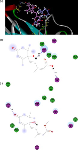 Figure 6. The 3D binding poses and 2D representations of ABA and ABA-ME with S12B8. (a) The 3D binding poses of ABA (blue) and ABA-ME (magenta). (b) 2D representation of the ABA with the S12B8 model. (c) 2D representation of the ABA-ME with the S12B8 model. The residues involved in various events are represented as following. Hydrogen bond, charge or polar interactions (magenta-colored circles), van der Waals (green circles), hydrogen-bond interactions with amino acid side chains (blue dashed line). The distances shown are in Å.