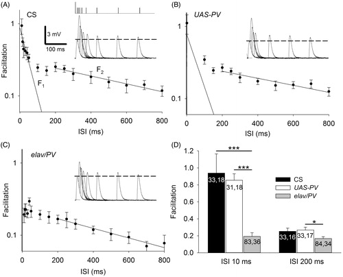 Figure 2. Expression of PV produced a reduction in PPF at the Drosophila NMJ. (A) A semi-log graph of facilitation versus the interpulse interval (ISI). The decay of PPF in CS larvae showed F1 and F2 components of facilitation. A single exponential decay was fit to the data using least-squares regression: F1 = 0.9, decay τ = 46 ms, r2 = 0.66; F2 = 0.3, decay τ = 798 ms, r2 = 0.96. Insert: The first EPSP and superimposed second EPSPs delivered at various ISIs. The vertical ticks at the top show the timing of the first stimulation (large tick) and the second stimulation (small ticks). The broken line shows the amplitude of the first EPSP. (B) PPF in UAS-PV larvae appeared similar to CS. F1 = 0.8, decay τ = 60 ms, r2 = 0.50 and F2 = 0.3, decay τ = 890 ms, r2 = 0.82. (C) For elav/PV larvae, the F1 component of facilitation was nearly absent and could not be fitted by an exponential decay; F2 was reduced. F2 = 0.23, decay τ = 619 ms, r2 = 0.96. (D) The elav/PV facilitation was less than controls at an ISI of 10 ms and an ISI of 200 ms. elav/PV values were compared to CS and UAS-PV values using a one-way ANOVA with a post hoc Bonferroni t-test; *p < .05; ***p < .001.