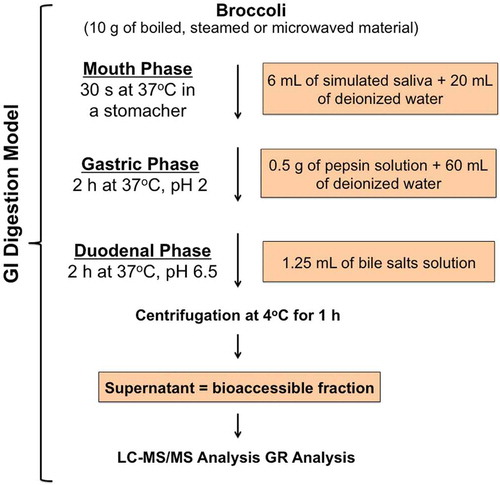 Figure 2. Scheme of the gastrointestinal digestion model.Figura 2. Esquema del modelo de digestión gastrointestinal.